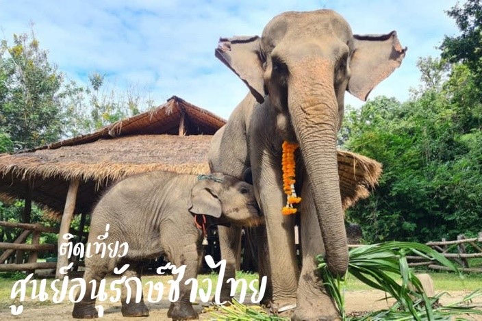 ศูนย์อนุรักษ์ช้างไทยลําปาง ศูนย์อนุรักษ์ช้างไทย ที่เที่ยวลำปาง เที่ยวลำปาง จังหวัดลำปาง สถานที่ท่องเที่ยวลำปาง ลำปาง ติดเที่ยว